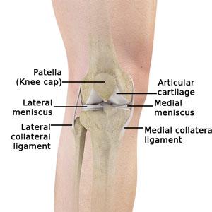 Shoulder Anatomy